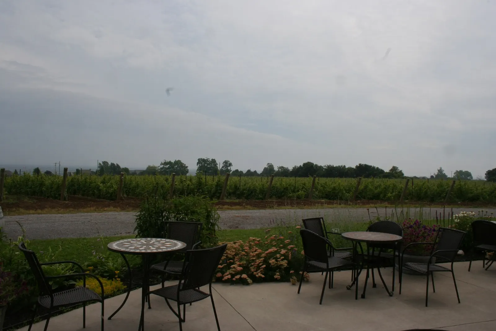 Vineyard rows on a farm in Prince Edward County, Ontario