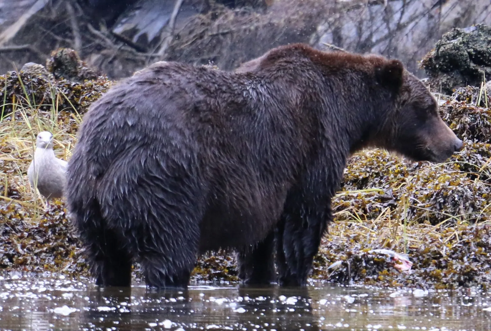 A grizzly bear on a tidal flat in the Khutzeymateen area, Prince Rupert, British Columbia