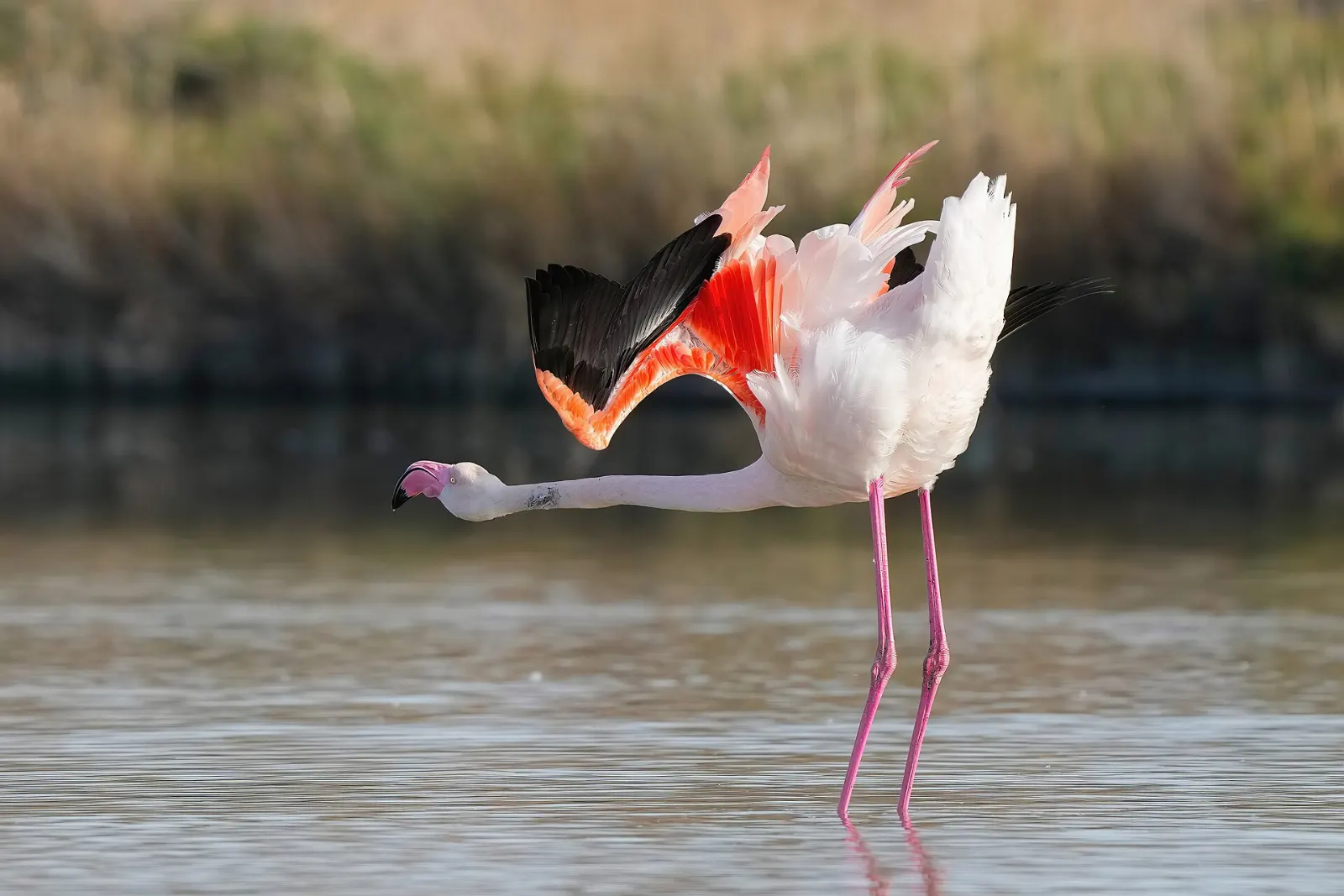 Camargue wetlands and Saintes-Maries-de-la-Mer, Provence, France