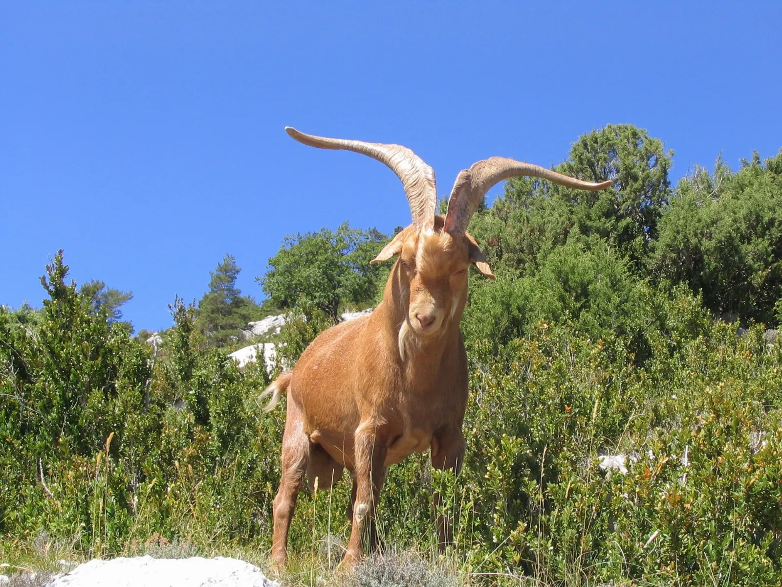 Gorges du Verdon and Moustiers-Sainte-Marie, Provence, France