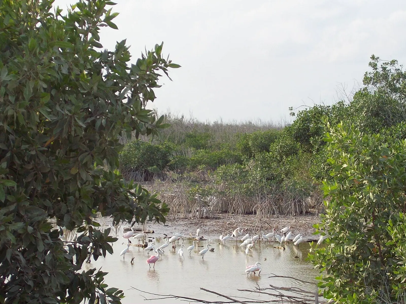 A boardwalk through mangroves near Puerto Morelos, Quintana Roo