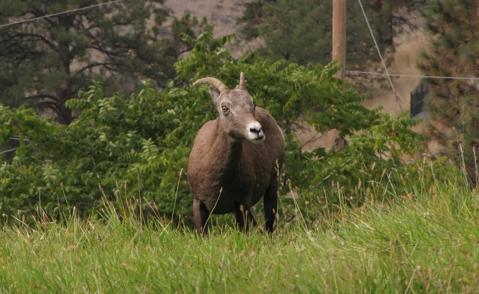 Radium Bighorn Sheep, Radium Hot Springs, British Columbia, Canada