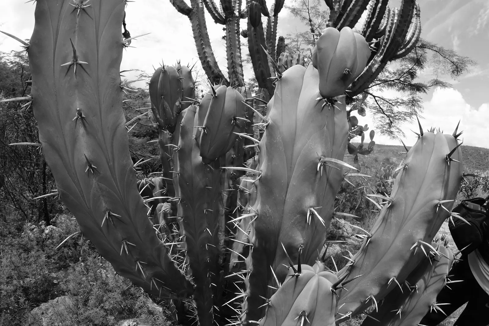 Cacti growing in the semi-desert landscape of Aguascalientes, Real de Asientos, Aguascalientes