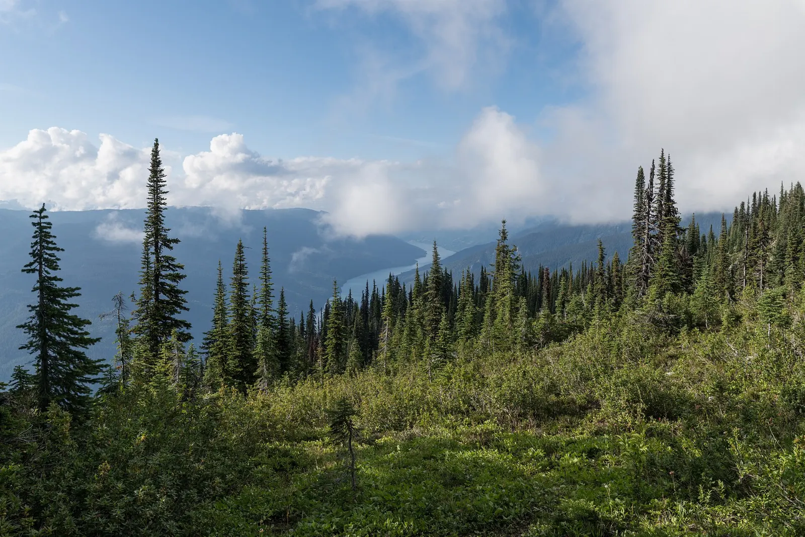 Alpine meadows in Mount Revelstoke National Park, British Columbia