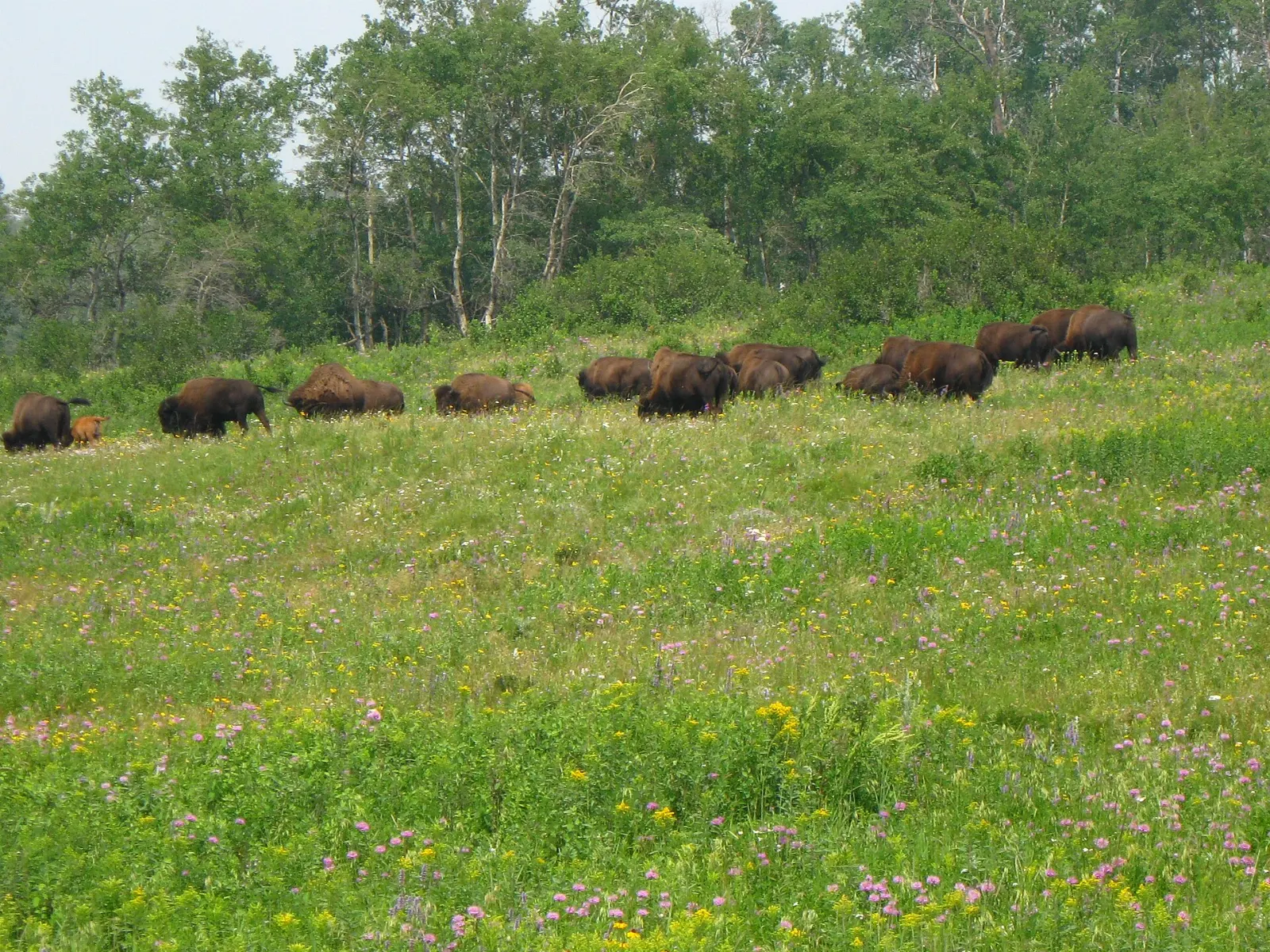 Plains bison grazing in the Lake Audy Bison Enclosure, Riding Mountain National Park, Manitoba