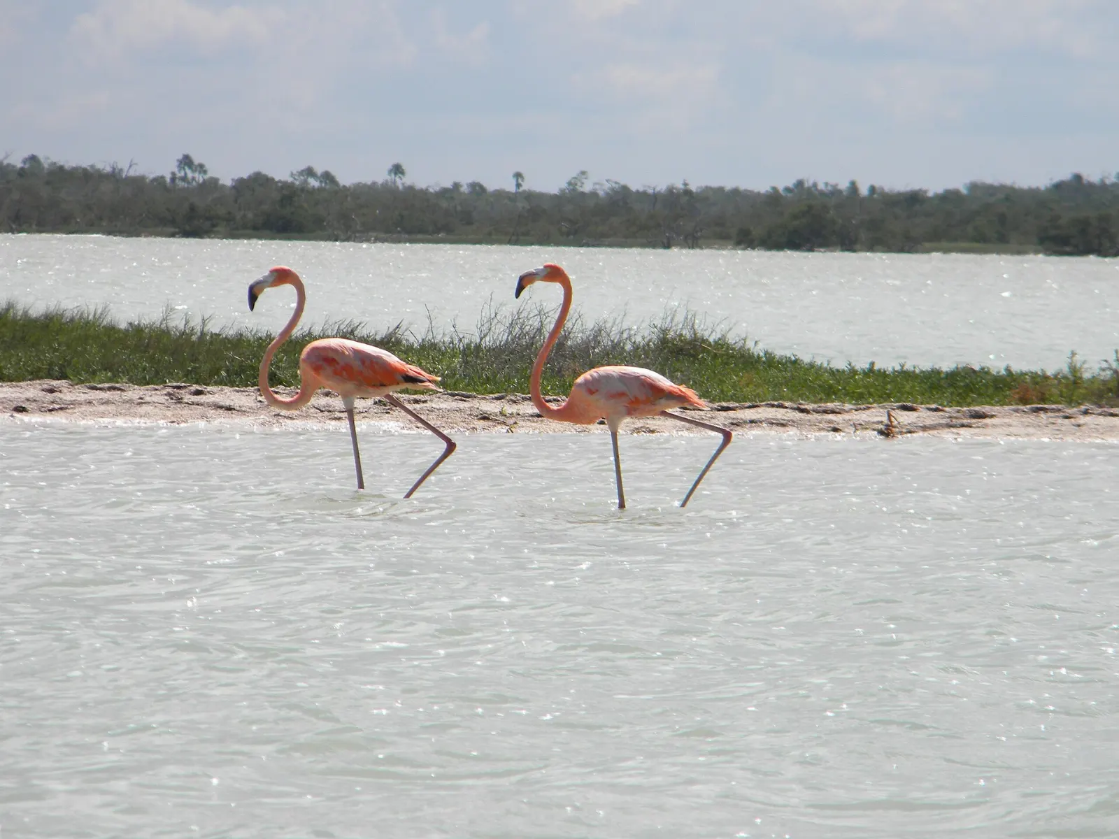 Mangroves along a channel in the Ría Lagartos Biosphere Reserve, Río Lagartos, Yucatán