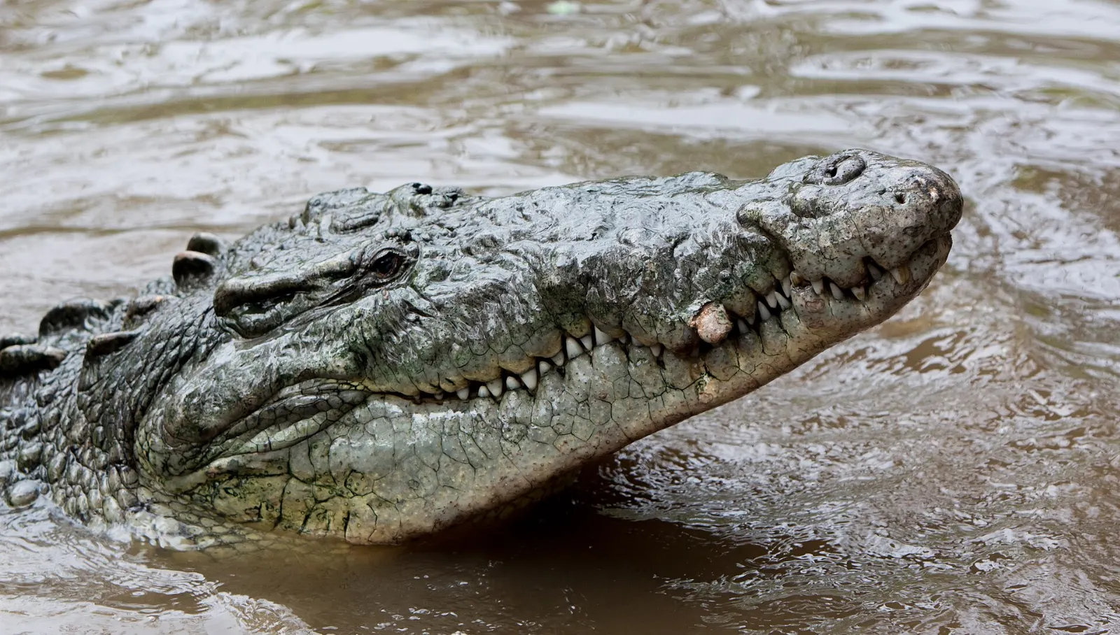 A crocodile resting on the bank of the lagoon near Río Lagartos, Yucatán