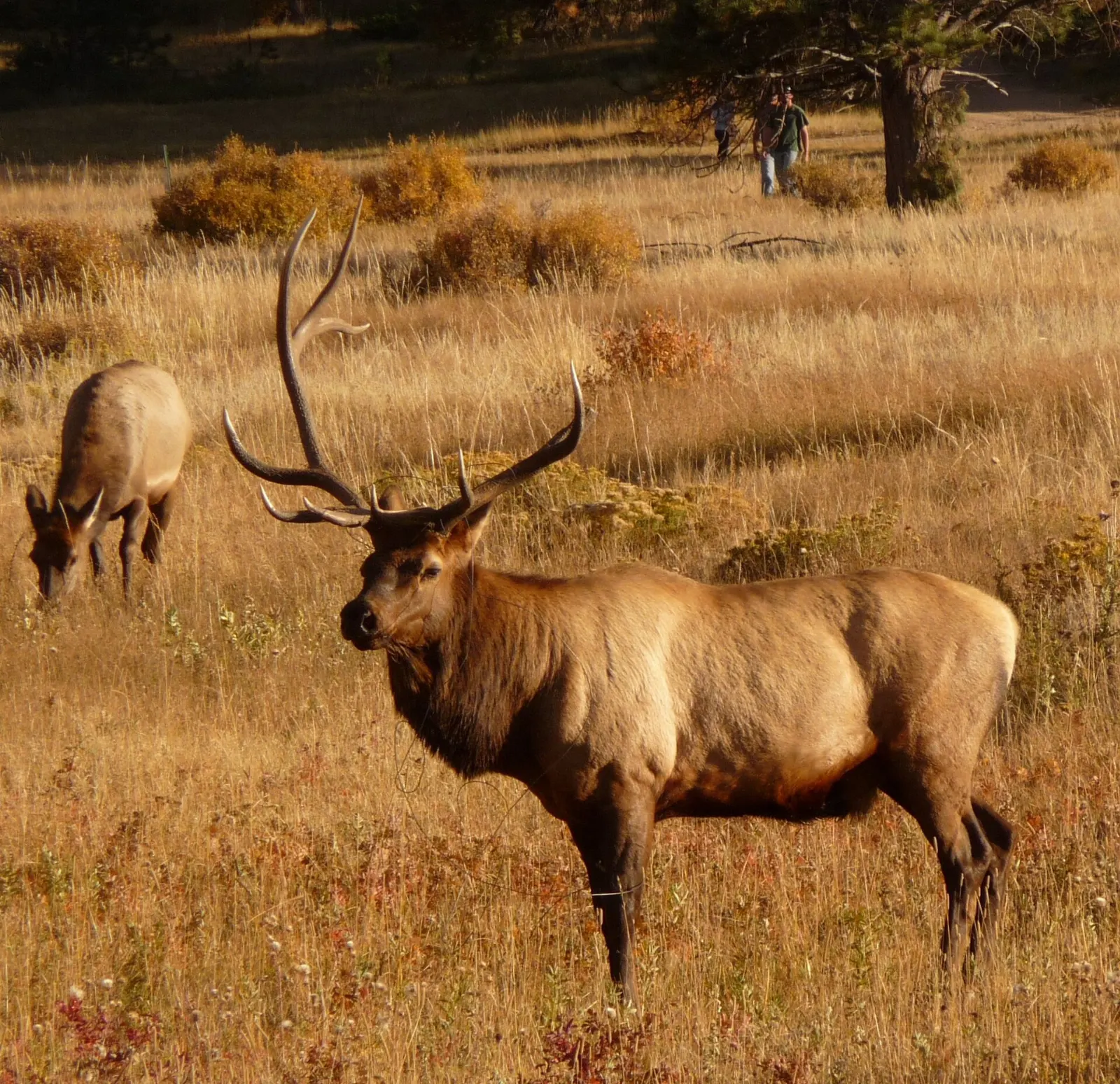 Elk grazing in the meadows of Moraine Park with mountains behind, Rocky Mountain National Park, Colorado