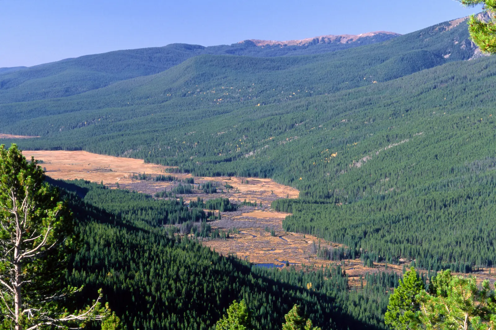 Moose feeding in willows along the Colorado River in the Kawuneeche Valley, Rocky Mountain National Park, Colorado