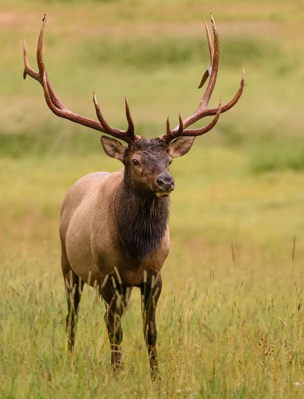 Elk in Rocky Mountain National Park, Colorado