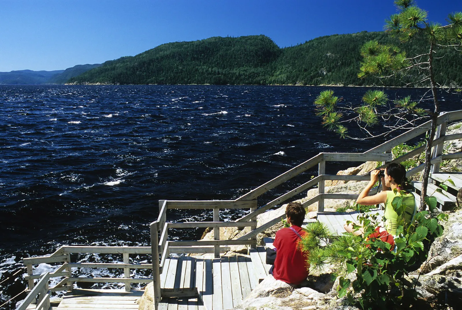 White belugas surfacing in the water near Baie-Sainte-Marguerite, Saguenay Fjord, Quebec