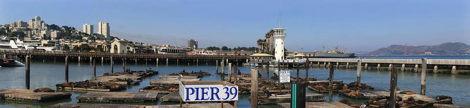 California sea lions resting on floating docks at Pier 39, San Francisco, California