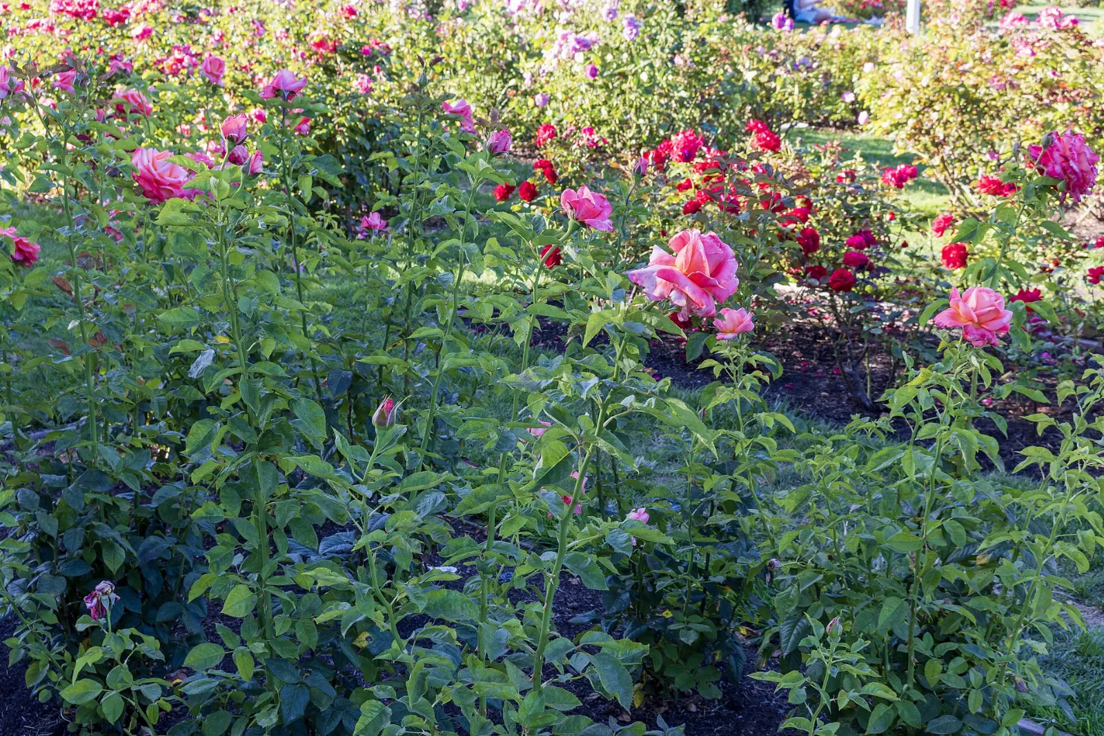 San Jose Municipal Rose Garden, San Jose, California, United States