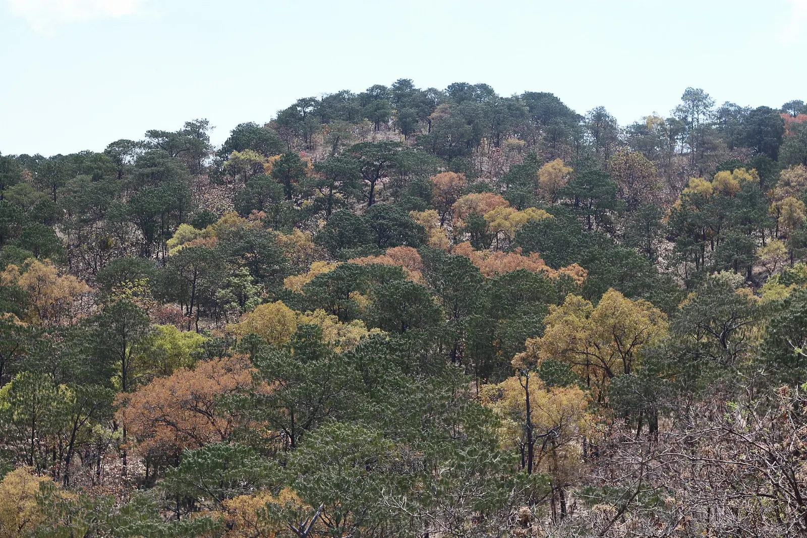 Pine forest in the Sierra Madre Occidental of Jalisco, San Sebastián del Oeste, Jalisco