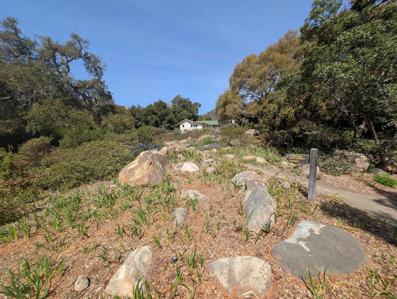 Meadow and native plants at the Santa Barbara Botanic Garden, California