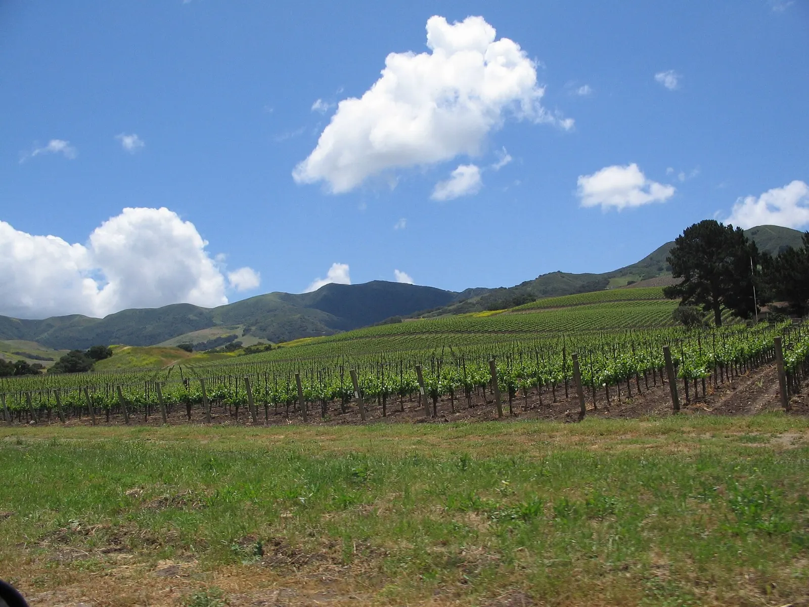 Rows of grapevines on rolling hills in the Santa Ynez Valley, Santa Barbara, California
