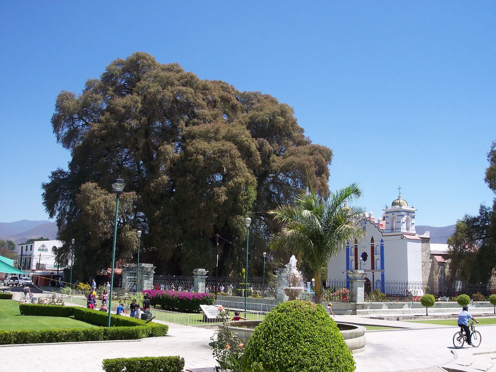 Santa María del Tule Mexico Giant Árbol del Tule