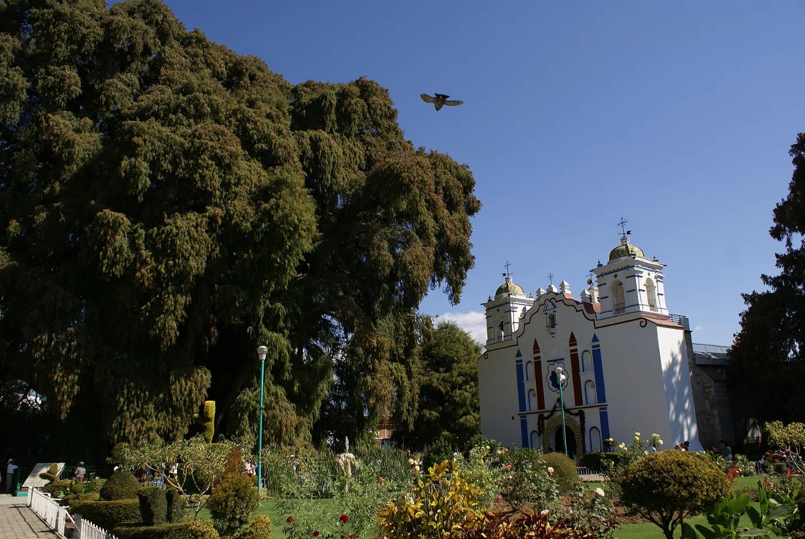 Baroque church of Santa María de la Asunción behind the Tule tree, Santa María del Tule, Oaxaca