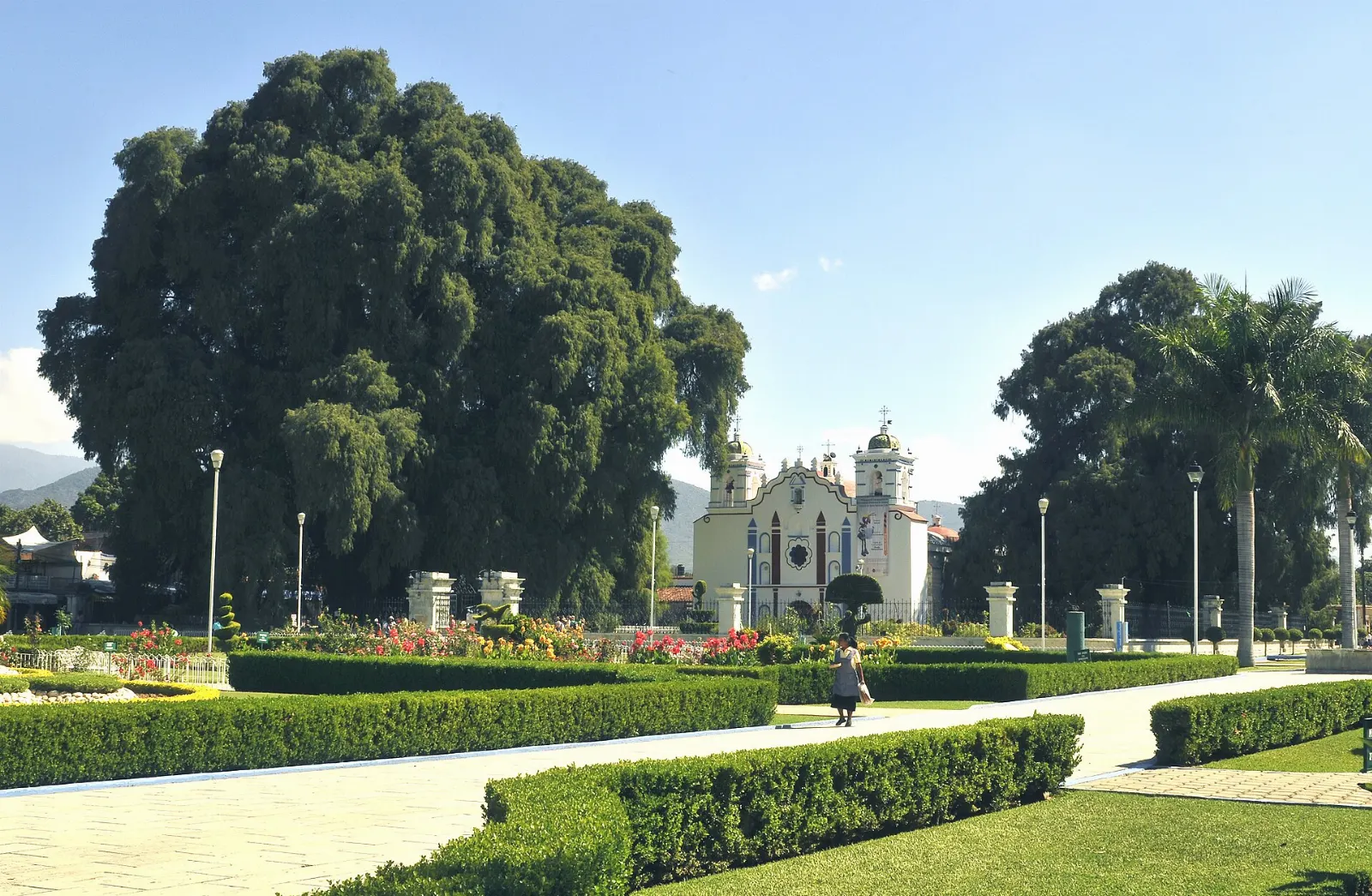 Town plaza of Santa María del Tule with the cypress canopy, Oaxaca