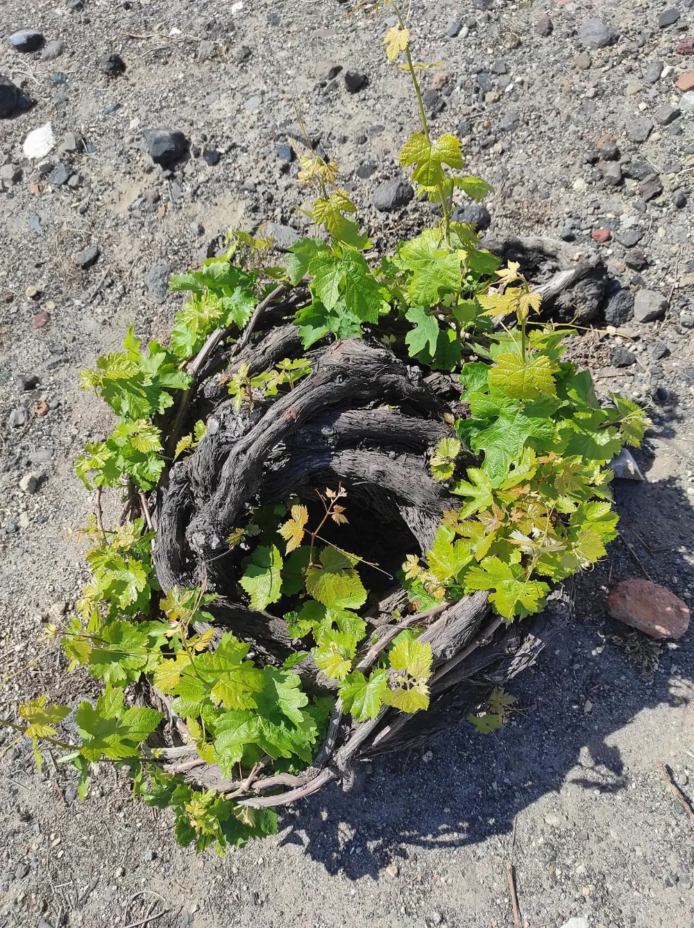 Assyrtiko in Santorini, Greece