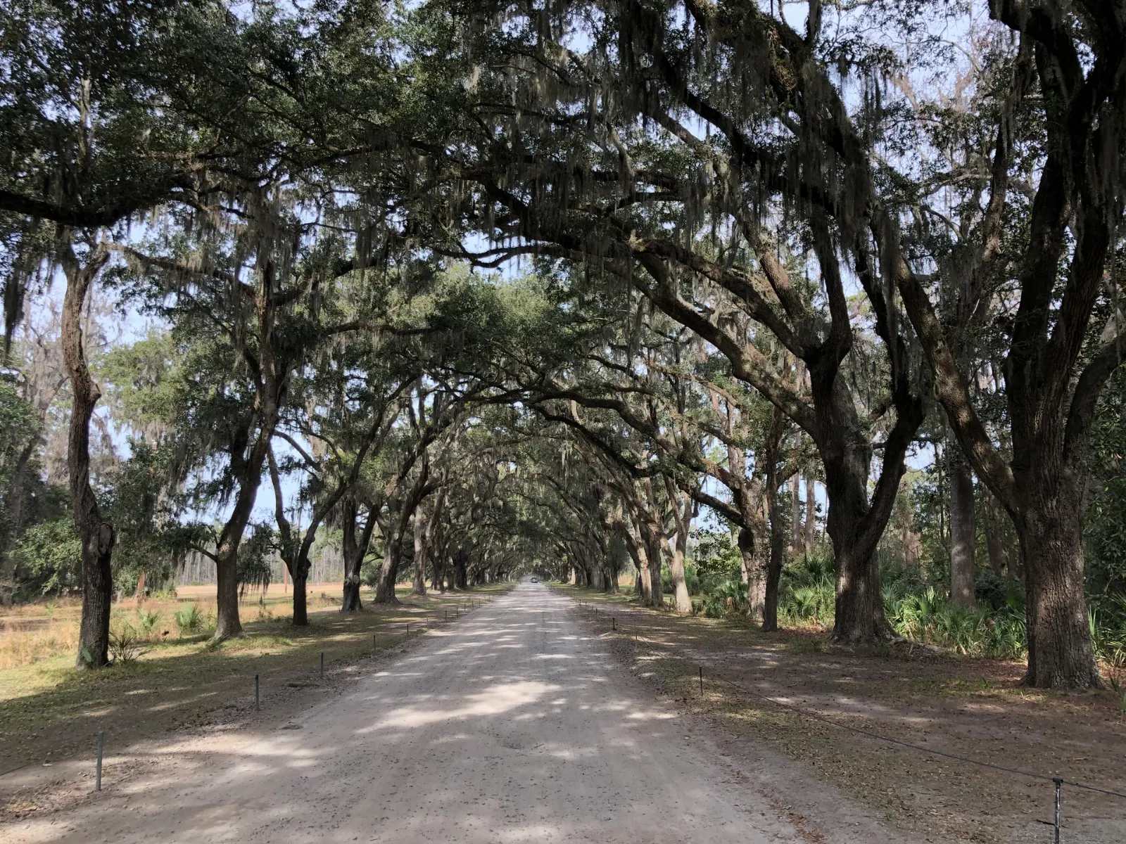 A long dirt avenue lined by arching live oaks at Wormsloe State Historic Site, Savannah, Georgia