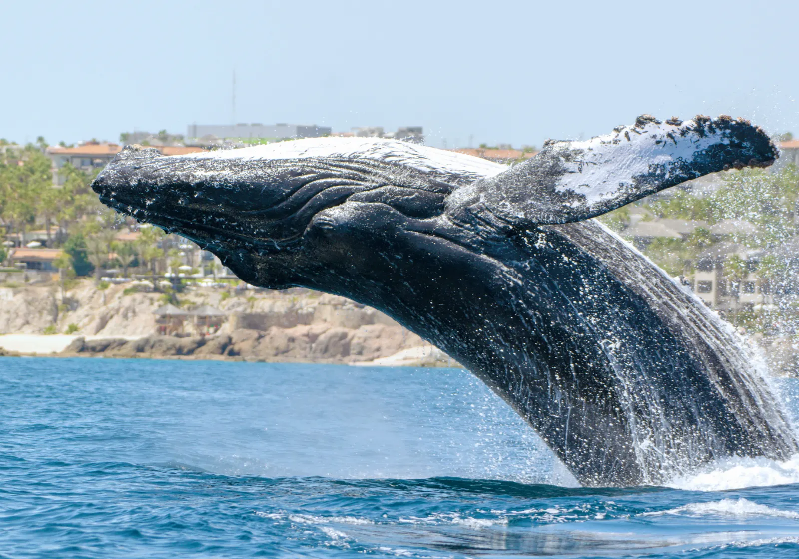 Humpback whale tail rising above Bahía de Banderas, Sayulita, Nayarit