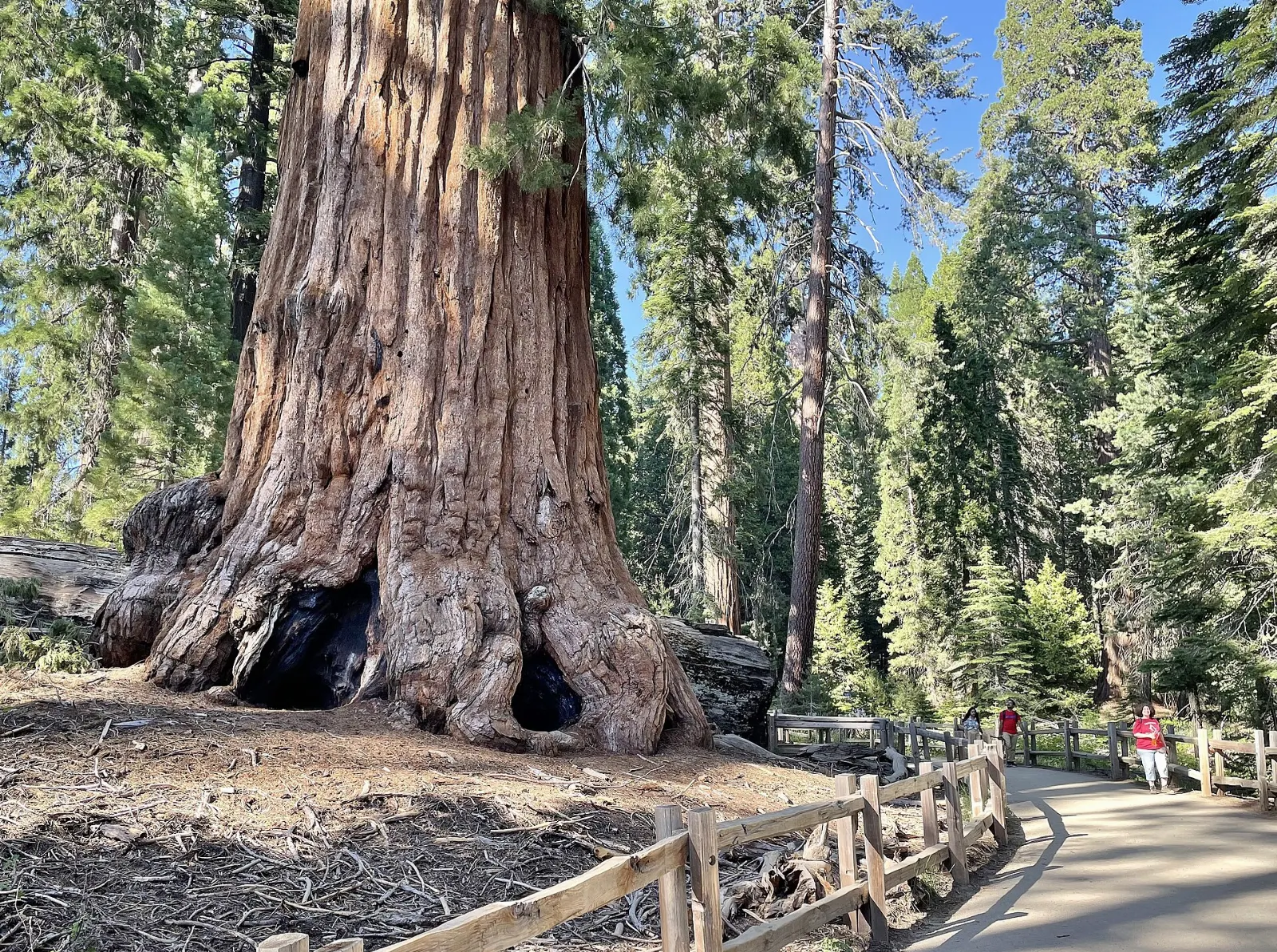 The broad base of the General Grant Tree in Grant Grove, Sequoia and Kings Canyon National Parks, California