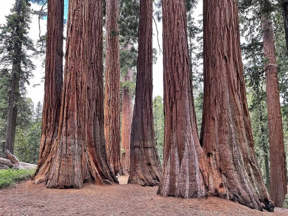 Grant Grove, Sequoia and Kings Canyon National Parks, California