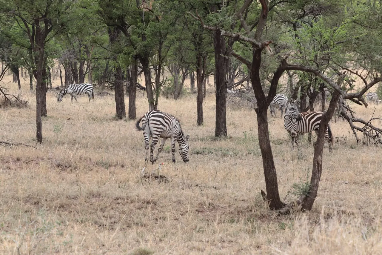 Tanzania