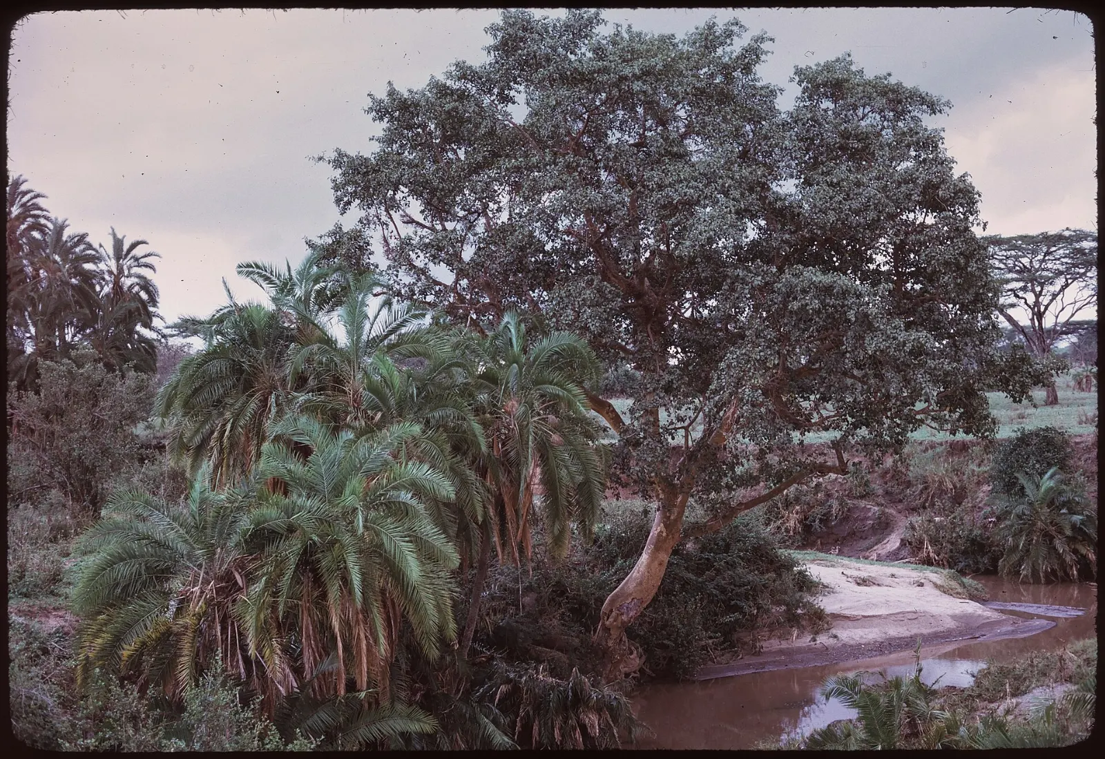 Tree-lined Seronera River winding through the central Serengeti, Serengeti National Park, Tanzania