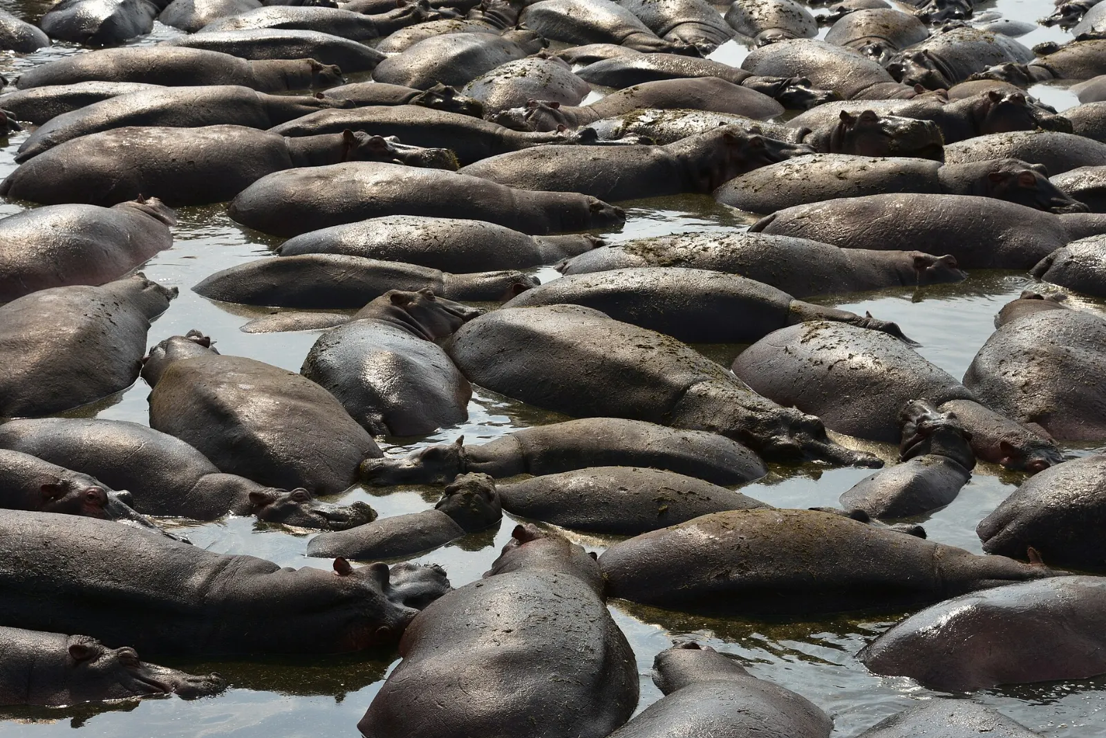Hippos crowded together in a river pool, Serengeti National Park, Tanzania