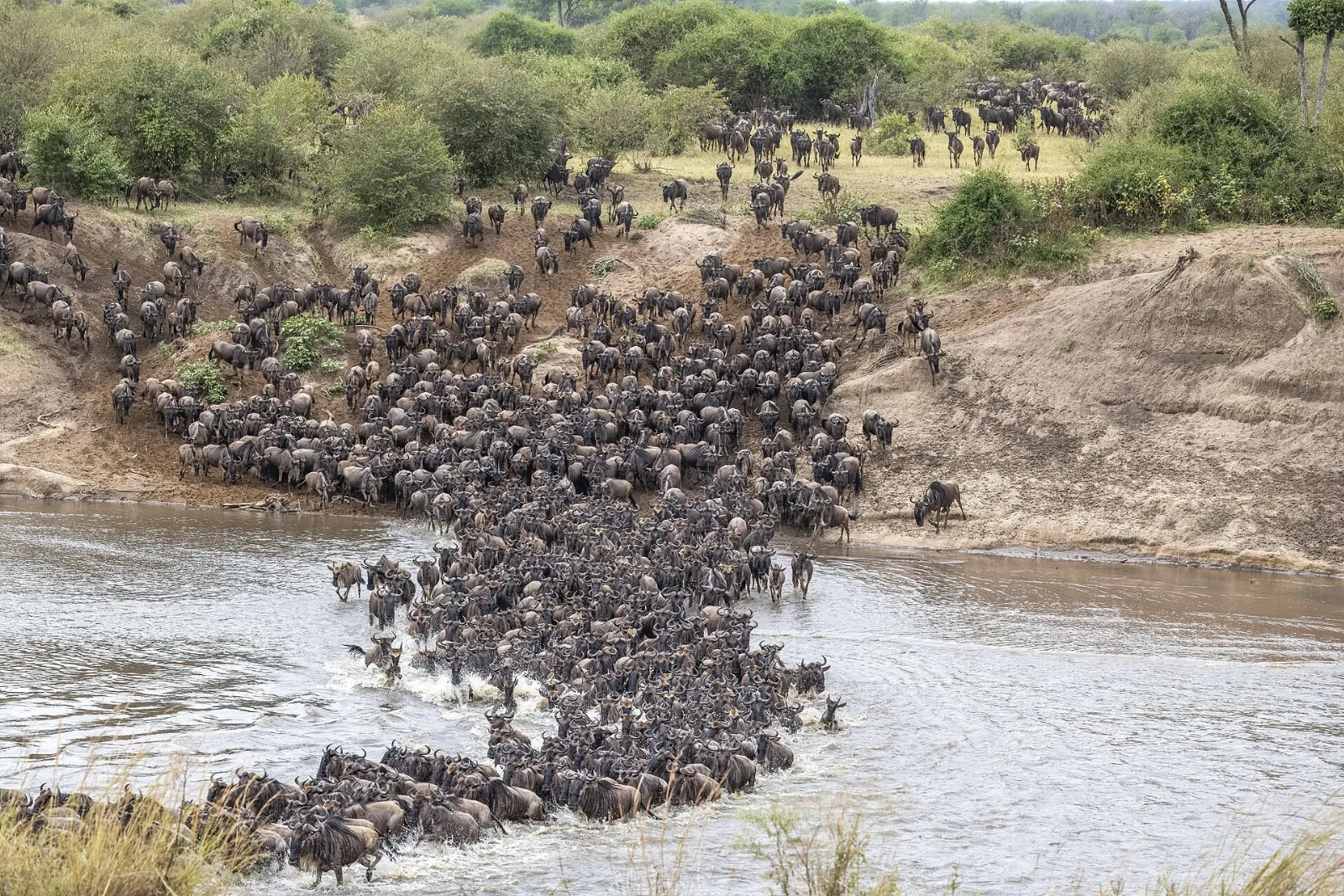 Wildebeest leaping into the Mara River during a crossing, Serengeti National Park, Tanzania