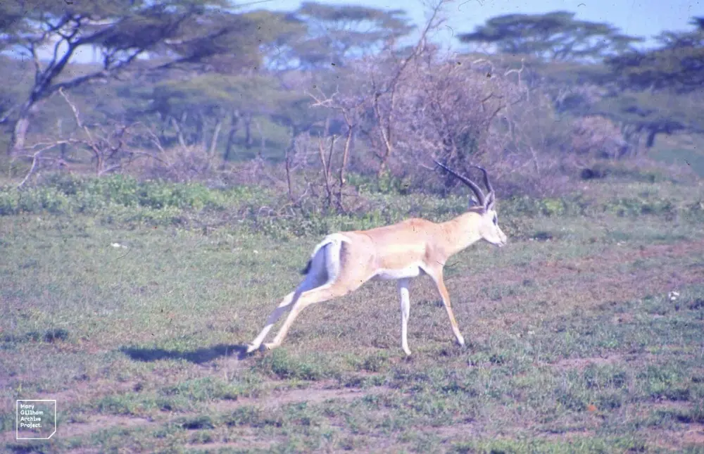 Ndutu, Serengeti National Park, Tanzania