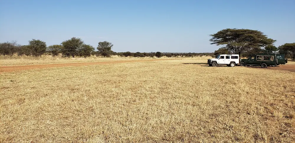Lobo, Serengeti National Park, Tanzania