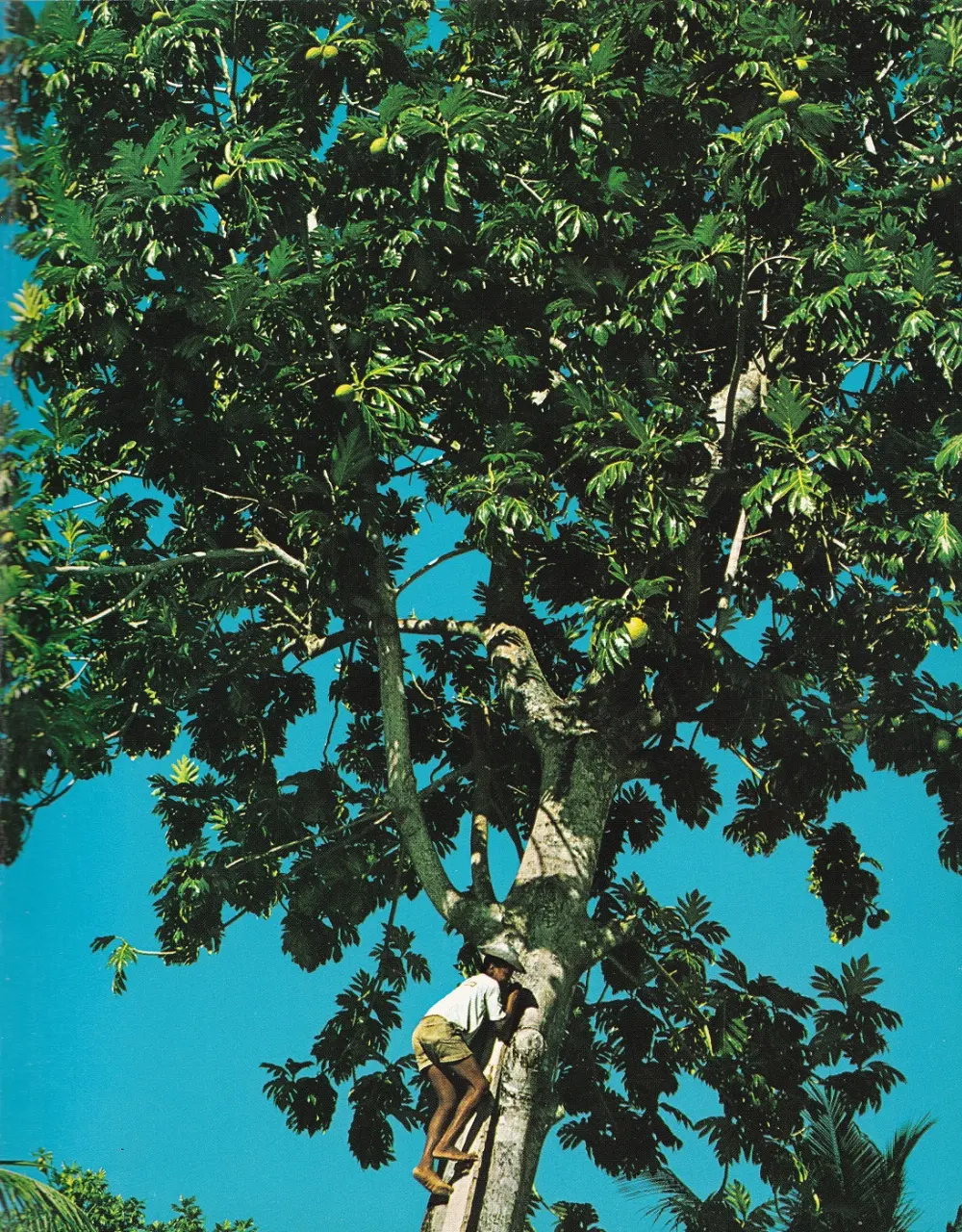 Breadfruit in Seychelles