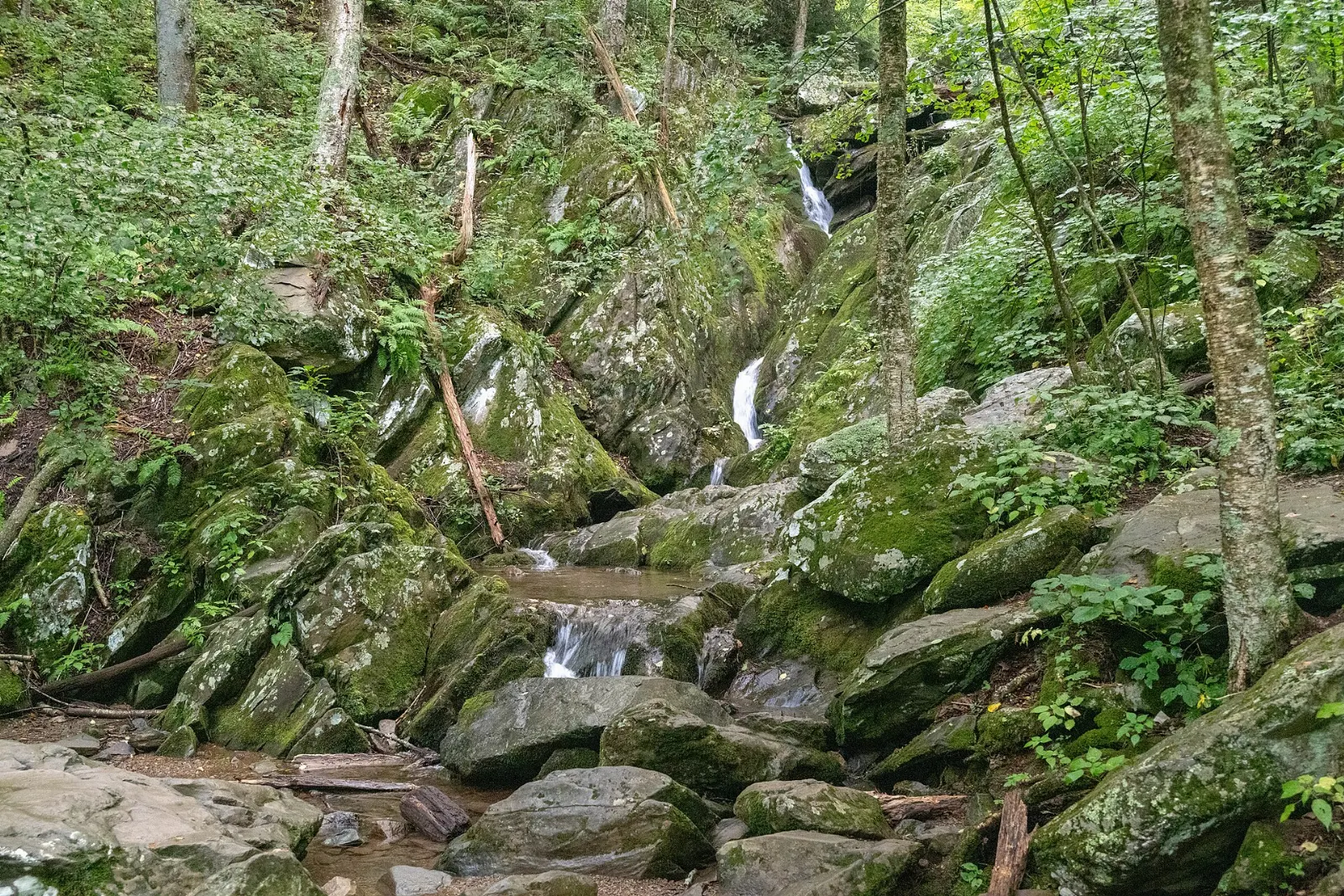 Dark Hollow Falls cascading down a series of rock steps through green forest, Shenandoah National Park, Virginia