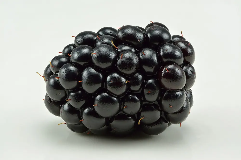 Blackberry in Shenandoah National Park, Virginia