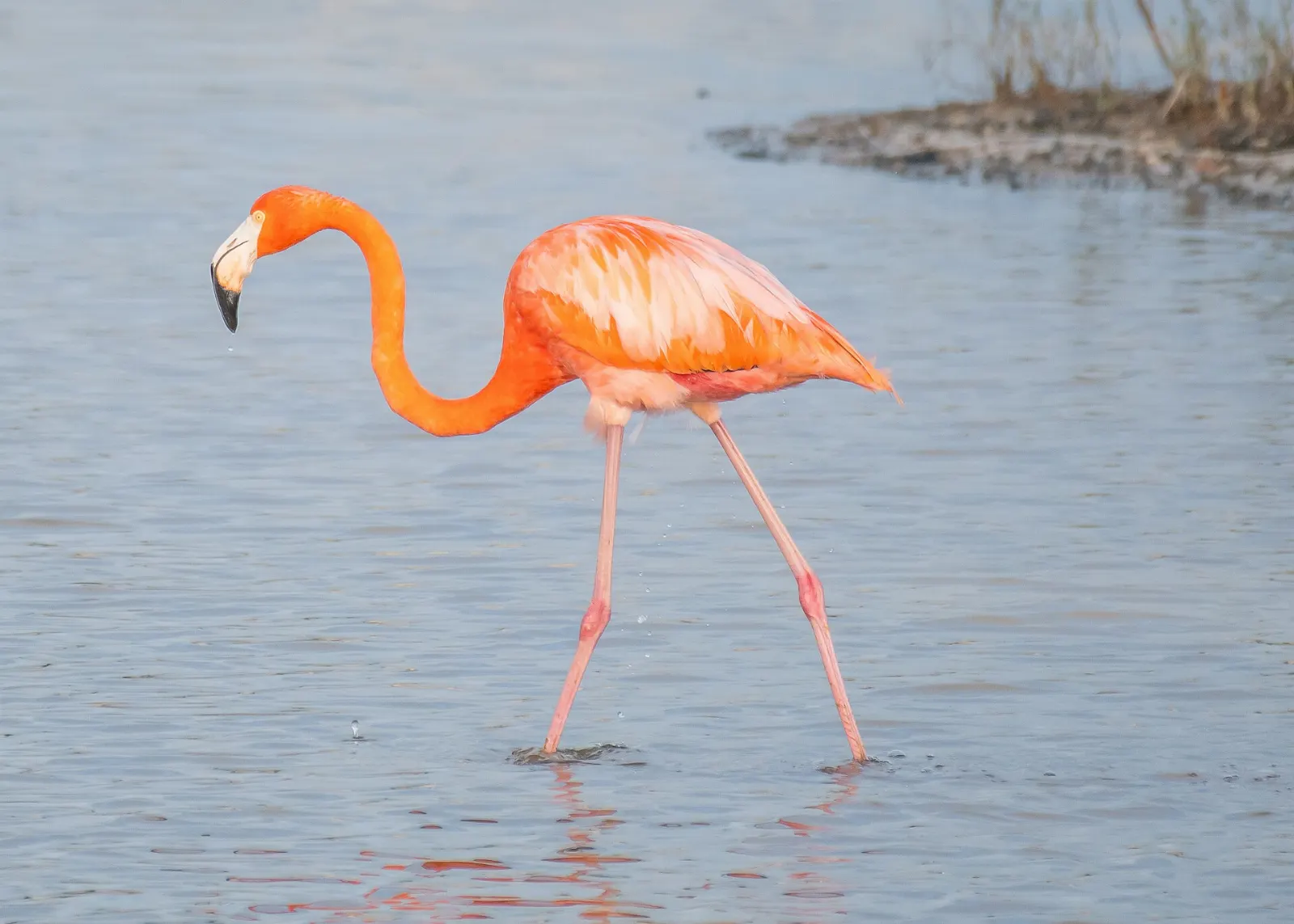 Pink flamingos feeding in a shallow lagoon in Yucatán, Sisal, Yucatán