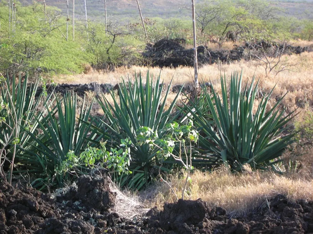 Sisal, Sisal, Yucatán
