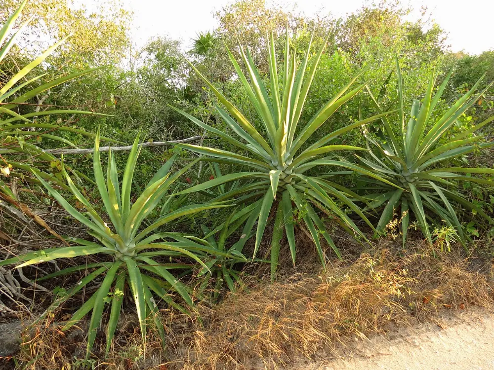 Celestún, Sisal, Yucatán