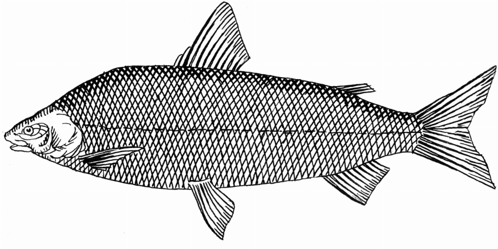 Lake whitefish in Sleeping Giant Provincial Park, Ontario