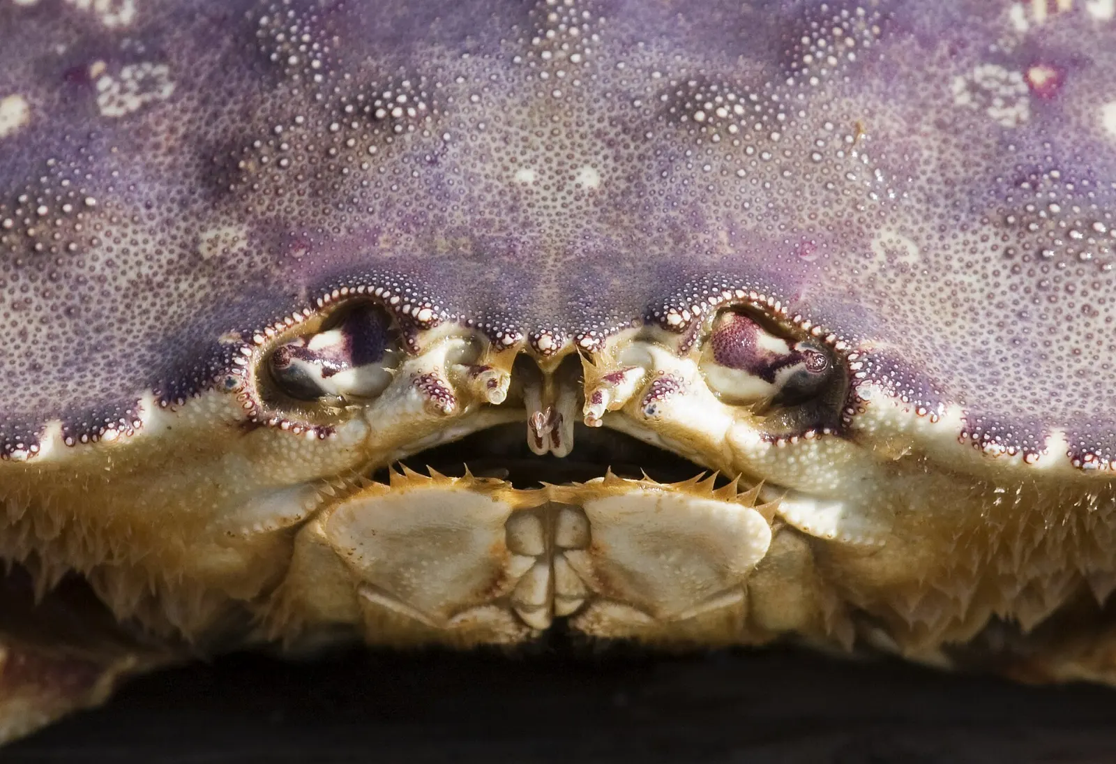 A cooked Dungeness crab ready to be cracked, Sooke, British Columbia