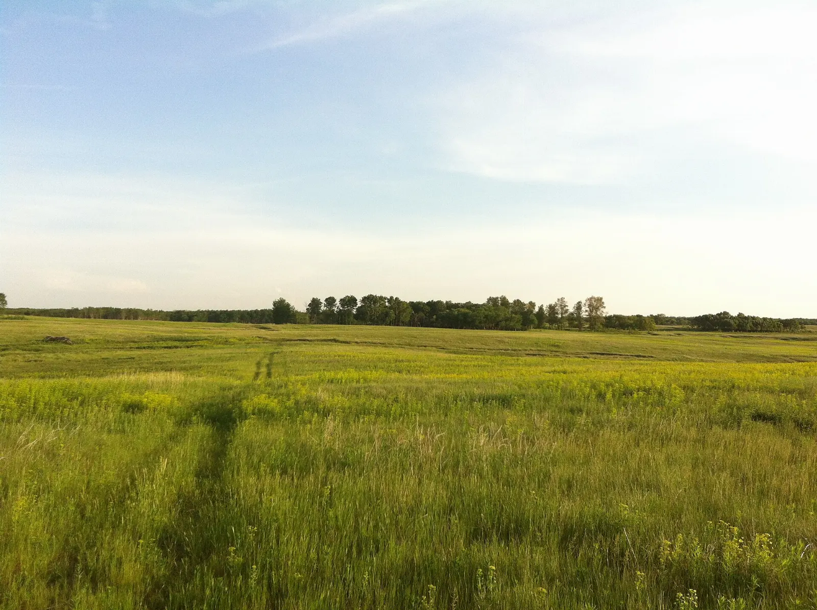 Reconstructed training trenches at Camp Hughes, Spruce Woods Provincial Park, Manitoba