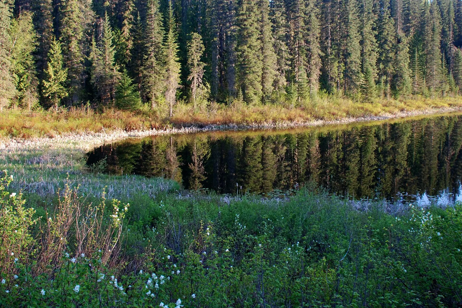 Forested shore of Alice Lake near Squamish, British Columbia