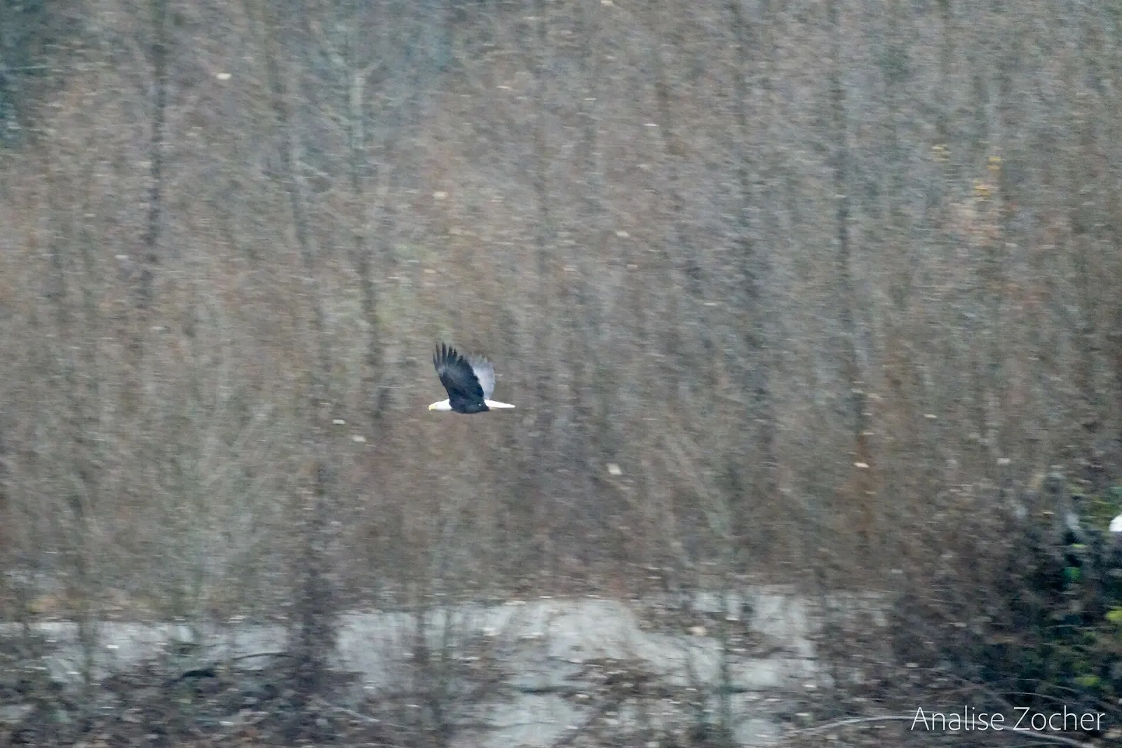 Bald eagle perched near the Squamish River in winter, British Columbia