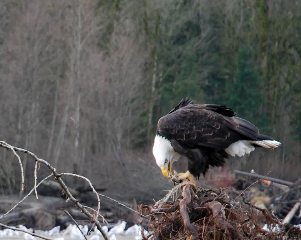 Brackendale, Squamish, British Columbia