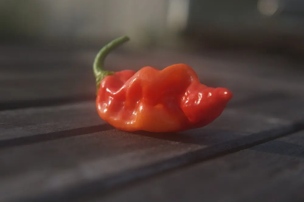 Datil pepper in St. Augustine, Florida