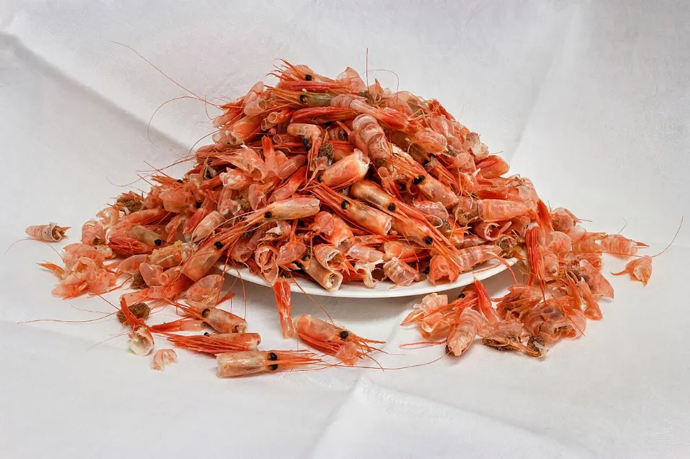 Shrimp in St. Augustine, Florida