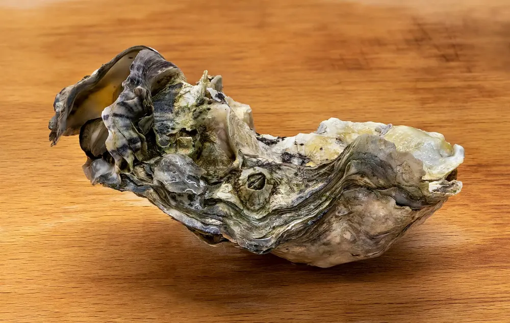 Pacific oysters in Sunshine Coast, British Columbia