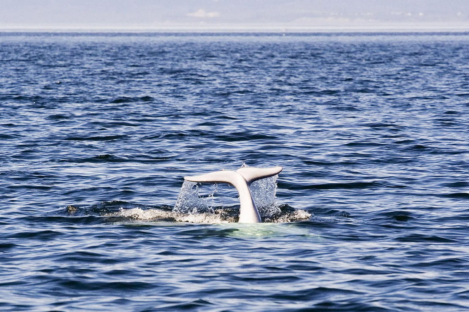 White beluga whale surfacing in the St. Lawrence estuary, Tadoussac, Quebec